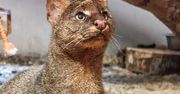 Poznań: Nowa mieszkanka zoo. To Aria, jaguarundi z Francji