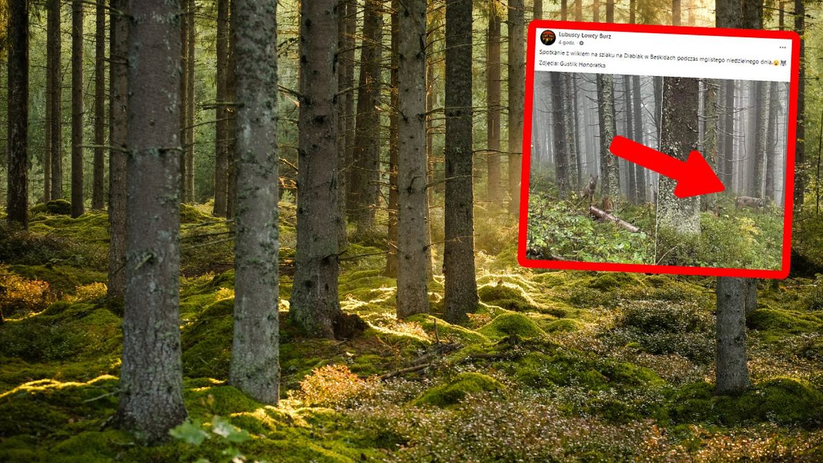 Turystka spotkała wilka na górskim szlaku