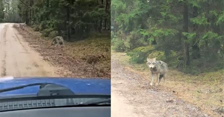 Była godzina 12:13. Nagle pojawił się przed jej maską