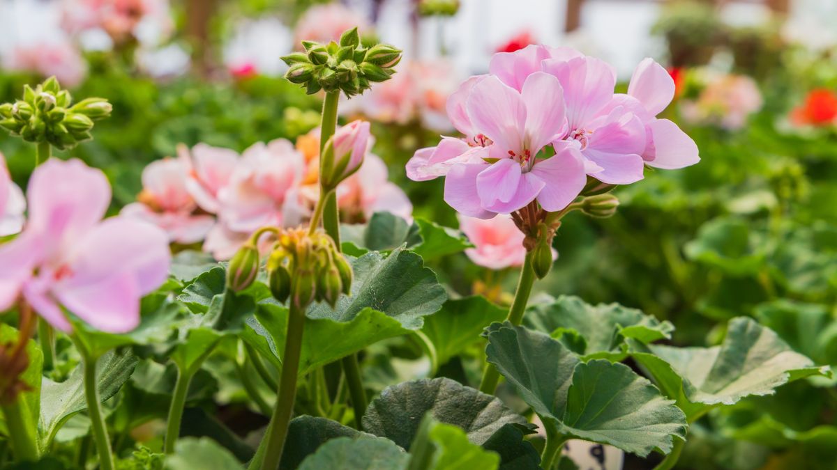 Zimowanie pelargonii