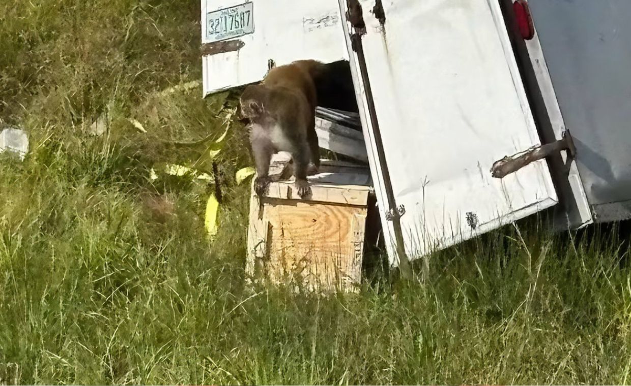 wiadomości,aktualności,WP Wiadomości Małpy uciekły z transportu w USA. Policja: zwierzęta były agresywne