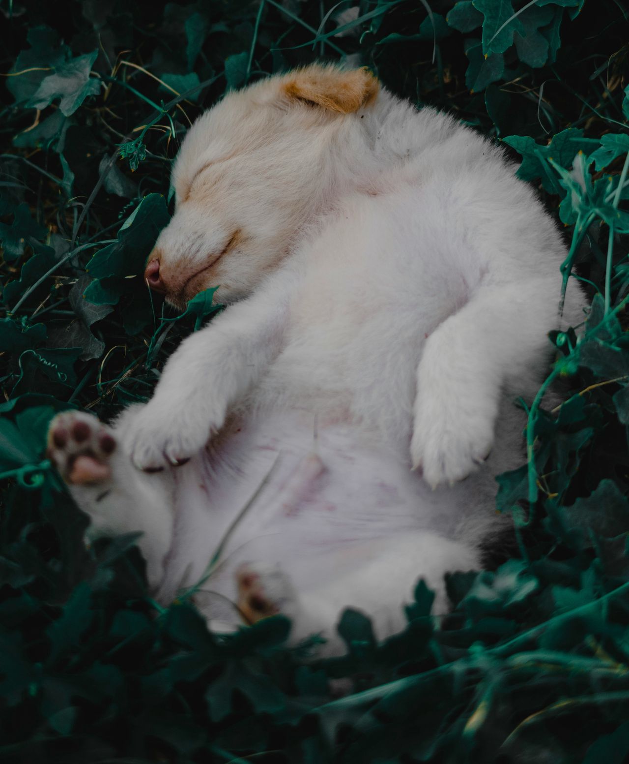 Puppies can fall asleep in the strangest positions.