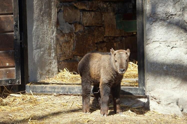 Wrocław: w ZOO urodził się przedstawiciel najrzadszego z gatunków