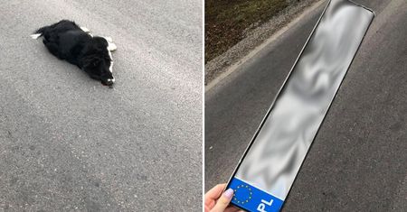 Śmiertelnie potrącił psa i odjechał. Kierowca zgubił tablicę rejestracyjną