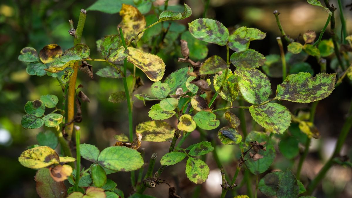 Black spot on yellow rose leaves. Black spot is a fungal disease (Diplocarpon rosae) that affects roses.
The fungus develops as black spots on the leaves, which eventually causes the leaves to turn yellow and drop off.
Boy_Anupong