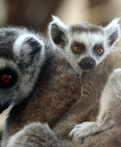 Warszawskie Zoo ma nowych mieszkańców