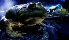 Reklamy tygodnia: Budweiser, McDonald’s, Pepsi (wideo)