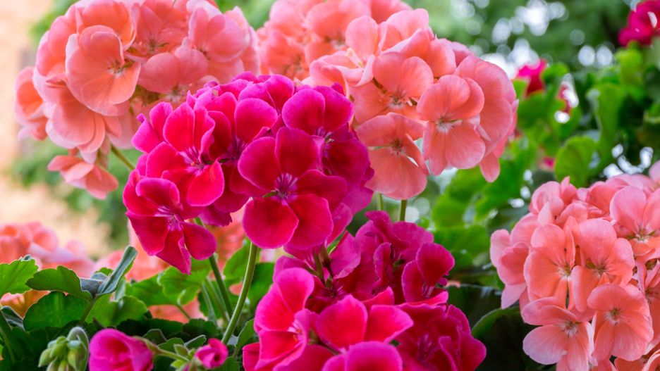 Kwiat pelargonii