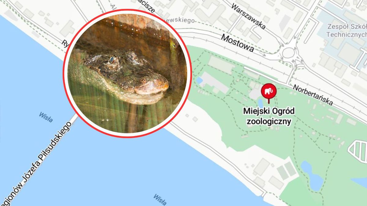 Marta 95 urodziny. Aligatorzyca zagrała w filmie 