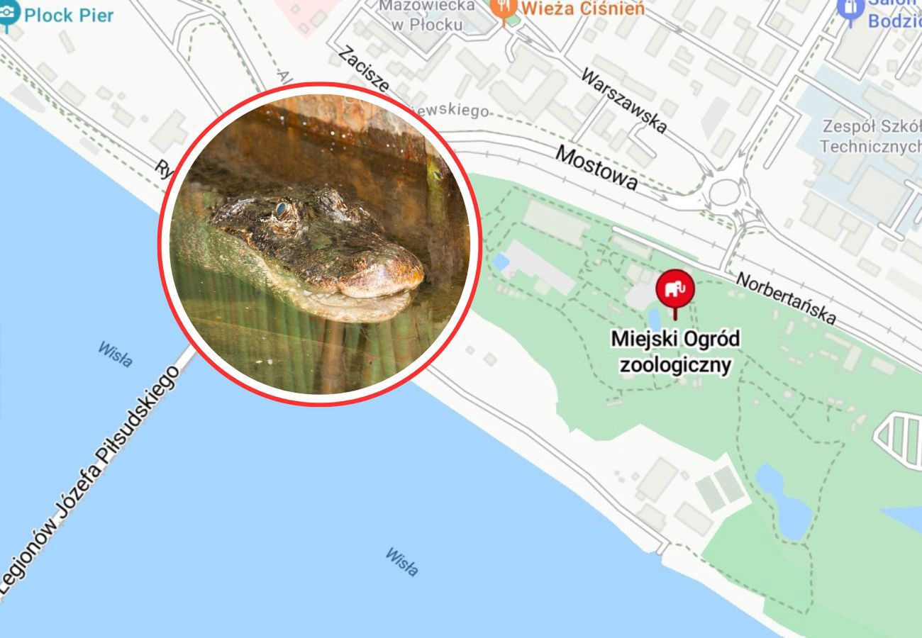Marta 95 urodziny. Aligatorzyca zagrała w filmie 