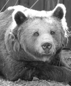 Warszawa. Nie żyje Tatra, niedźwiedzica z zoo