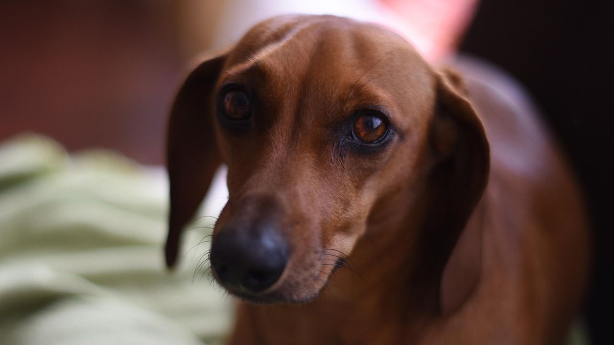 Dla nas to chwila zabawy. Dla nich to może być trauma na całe życie