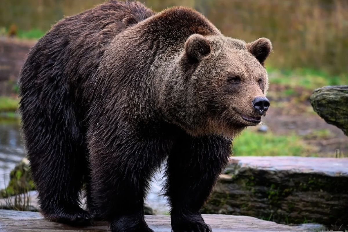 Trwa obława na niedźwiedzia. Agresywne zwierze stwarza zagrożenie