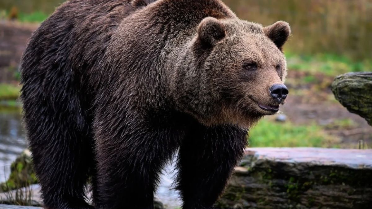 Niedźwiedzie terroryzują mieszkańców gminy