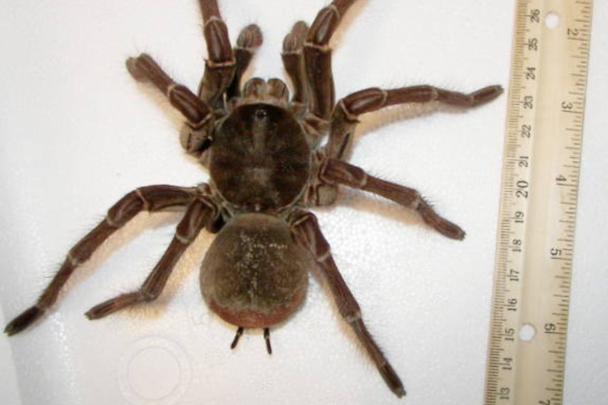Odkrycie w Brazylii. To nowy największy pająk na świecie?