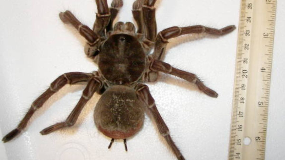 Nowy największy pająk na świecie? Odkrycie w Brazylii