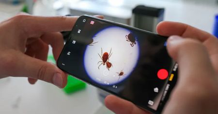 Wszystko o kleszczach w telefonie. Powstaje przydatna aplikacja