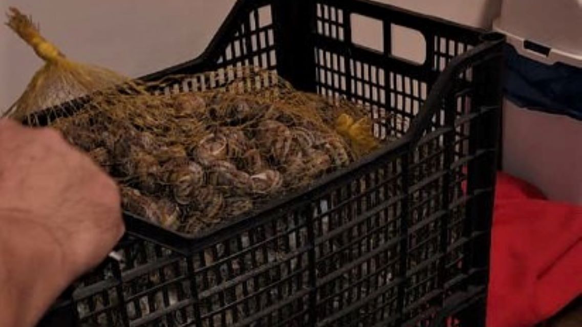 Strażnicy miejscy z Żagania brali udział w nietypowej interwencji 