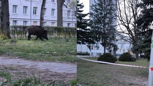 Warszawa: Dziki na AWF. Uczelnia wygrodziła dla nich część dziedzińca