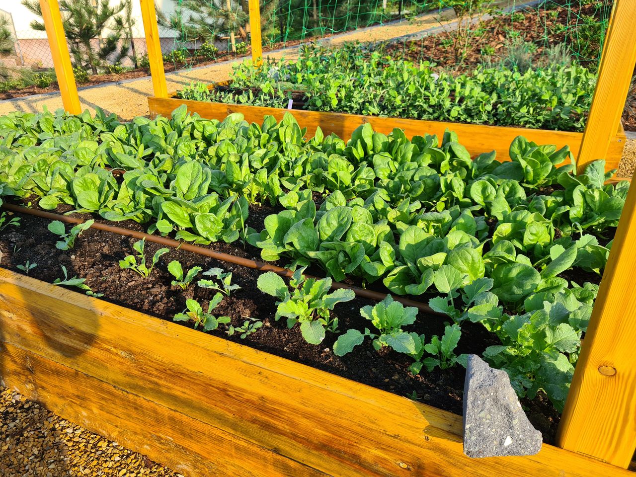 Zakop w ogródku między grządkami. Plony będą rekordowe