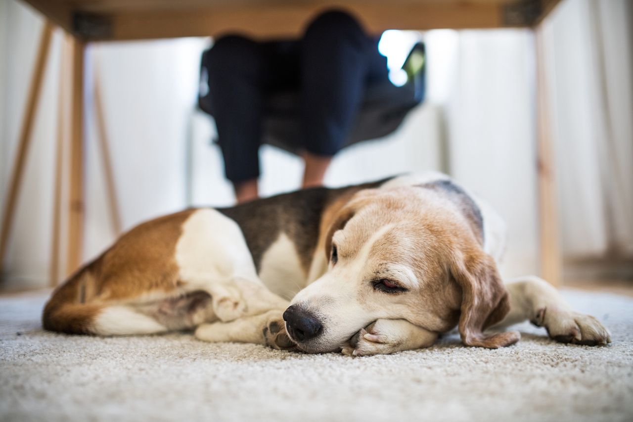 Decoding your dog's sleep position. What sleeping curled up communicates about their mood and character