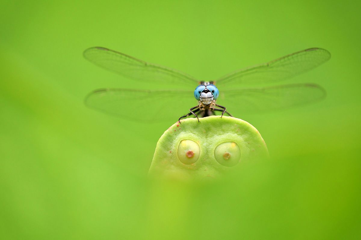 Macro Art Photo Project 2019, czyli najpiękniejsze ujęcia makro 6