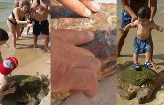 Turyści wyłowili z morza żółwia, bo chcieli... robić sobie z nim zdjęcia!