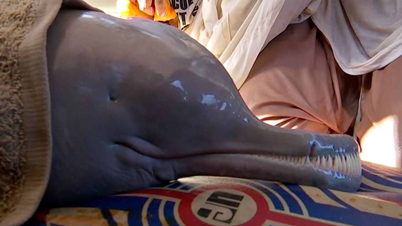 Akcja ratunkowa delfina. Uchwycone dronem zdjęcia wyciskają łzy