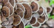 Leśnicy pokazali zdjęcie ciekawego grzyba. Nie wszędzie jest uważany za niejadalnego