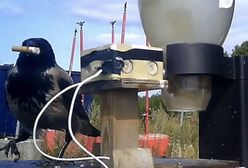 Niesamowity pomysł Szwedów działa. Przekupili wrony