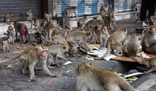 Tajlandia rozprawi się z małpami. Gangi od lat terroryzują turystyczne miasteczko