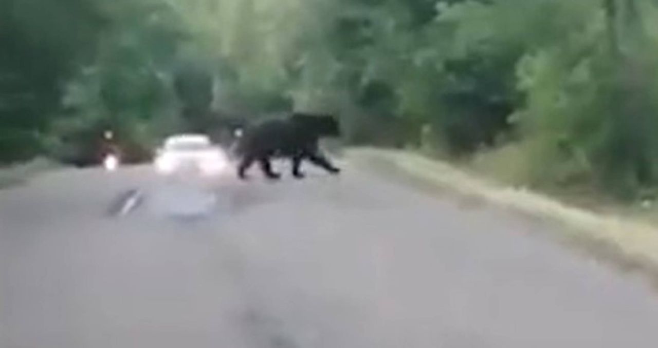 Niedźwiedź wyszedł jej na drogę. Niecodzienne spotkanie w Bieszczadach