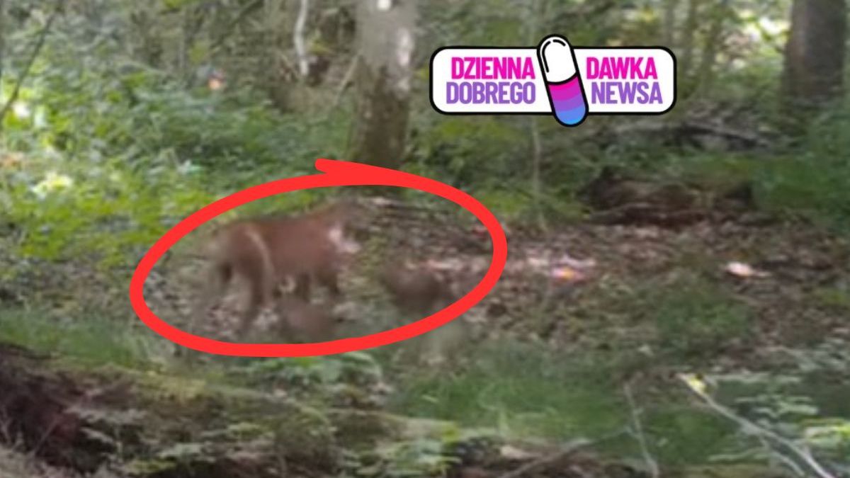 Fotopułapka uchwyciła rysicę z trójką kociąt
