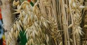 Pęcław: Święto plonów. Rolnicy dziękowali za tegoroczne zbiory