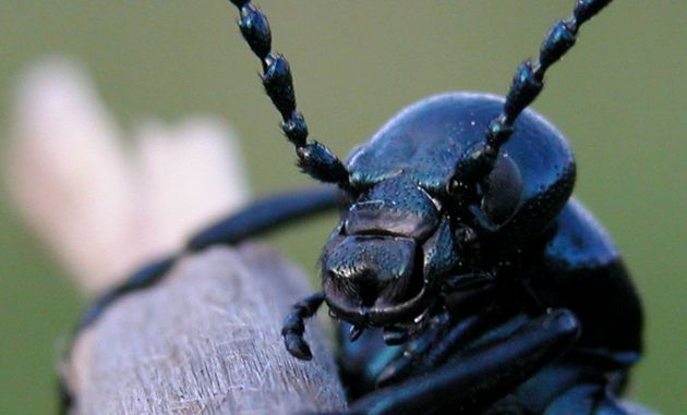 10 najdziwniejszych afrodyzjaków świata. Sos z mrówek, mocz pawiana, penis tygrysa i inne 2