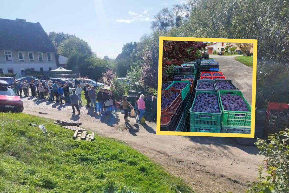 11 ton śliwek sprzedanych w kilka godzin. Internauci uratowali rolnika