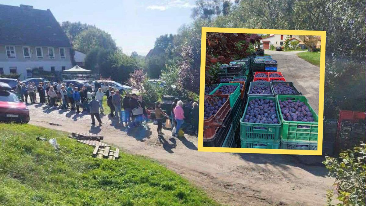 Wszystkie śliwki sprzedane – wspólna akcja zakończona sukcesem