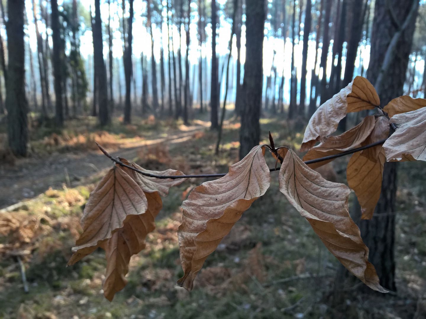 Lumia 930 - test fotograficzny 37