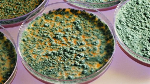 Już jest pierwszy "biologiczny" robot! Mamy się bać? 1