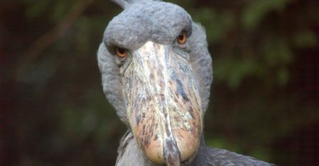 Wygląda jak latający dinozaur. Bestia może zjadać małe krokodyle