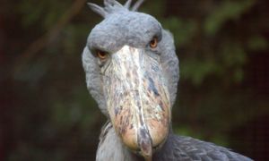 Wygląda jak latający dinozaur. Bestia może zjadać małe krokodyle