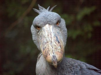 Wygląda jak latający dinozaur. Bestia może zjadać małe krokodyle