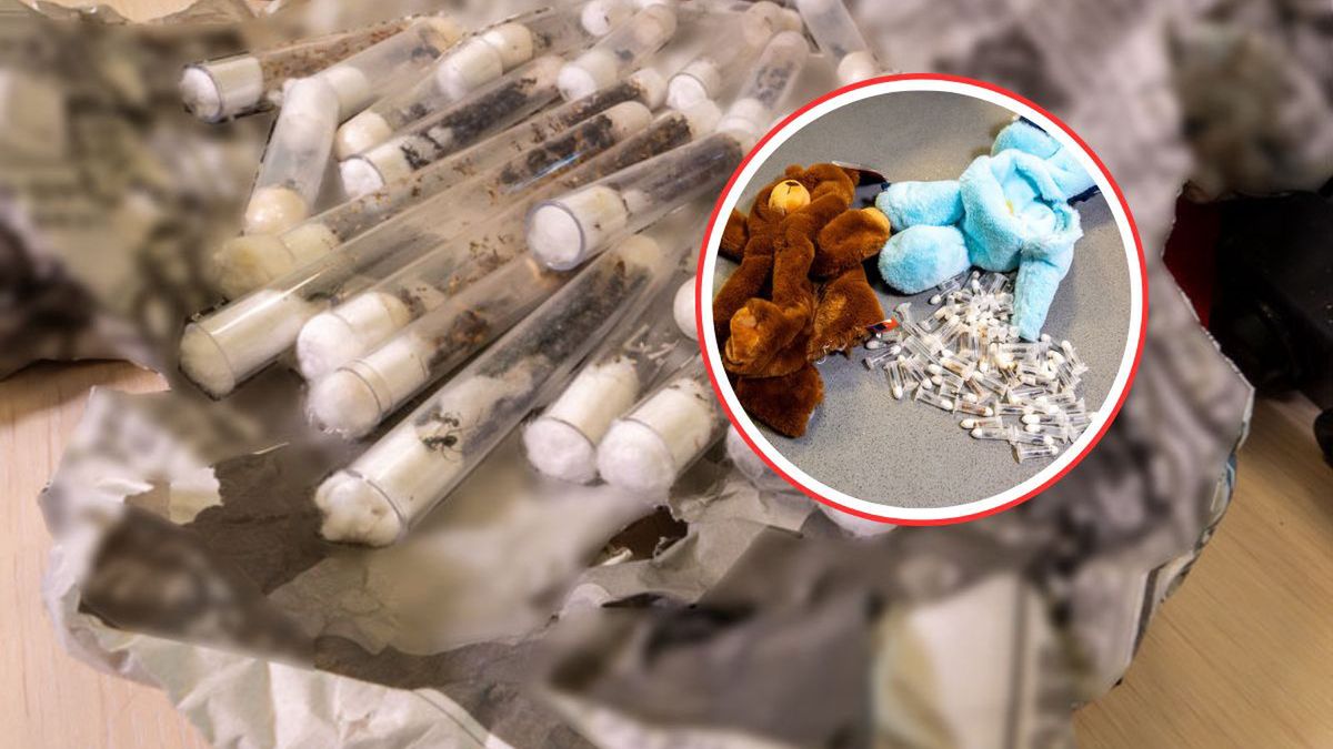 Ponad sto fiolek z żywymi mrówkami