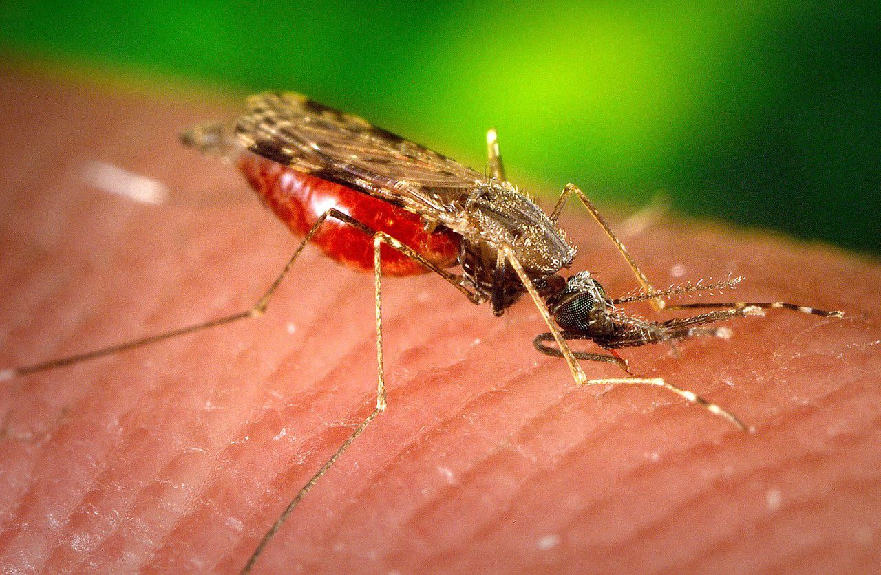 Komar na ludzkiej skórze