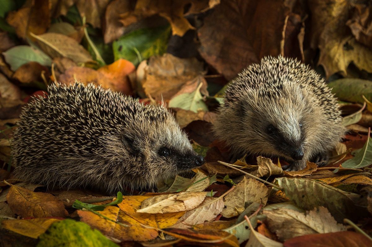 You will make a house for the hedgehog out of fallen leaves.