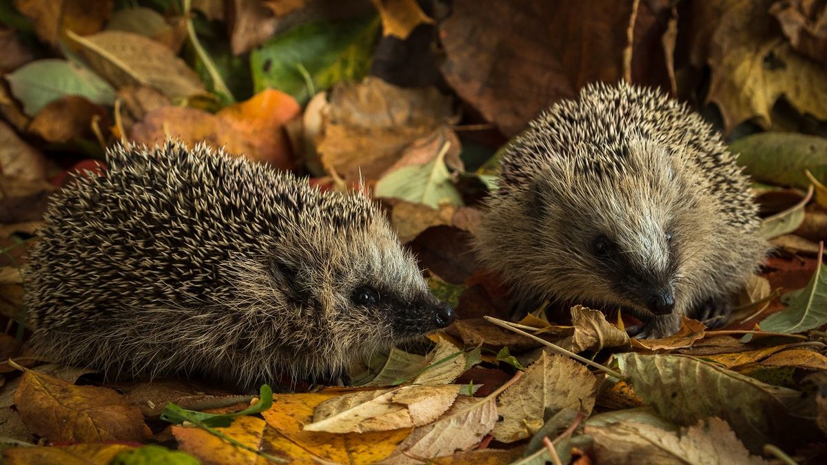 Domek dla jeża zrobisz z opadłych liści. 