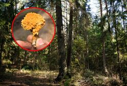 "Kurka jedna na milion". Niezwykle rzadki grzyb w polskich lasach