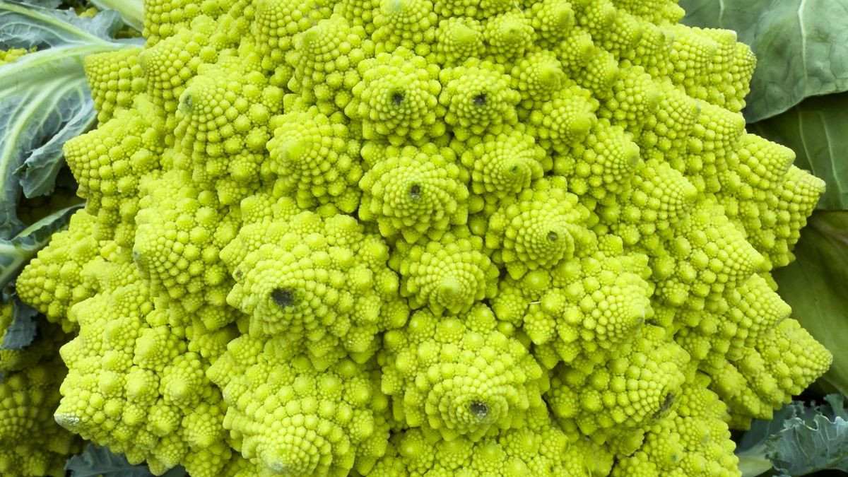 Kalafior romanesco to warzywo o intrygującym wyglądzie