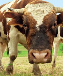 Byki uciekły z gospodarstwa. Udało się je odłowić