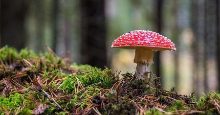 Coraz więcej trujących grzybów. Lista podstępnych gatunków